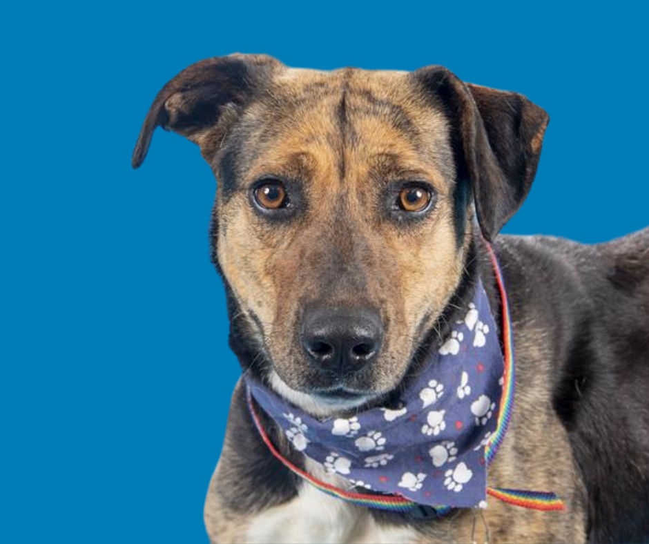 Last week's pet, still available: Millie